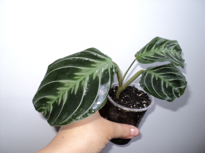 DSC09307.JPG