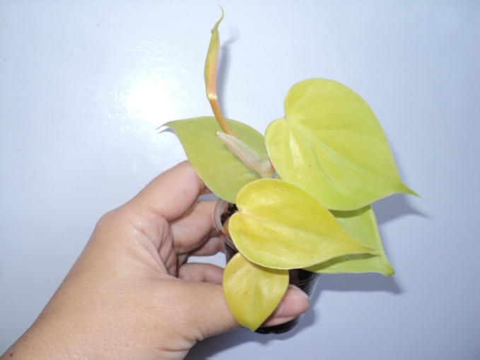 DSC09350.JPG