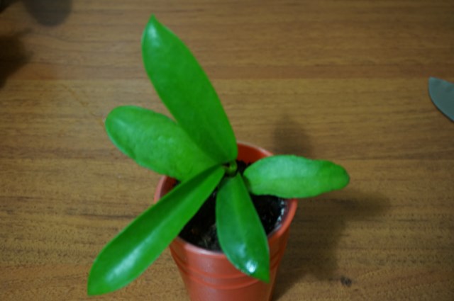 DSC00818.JPG