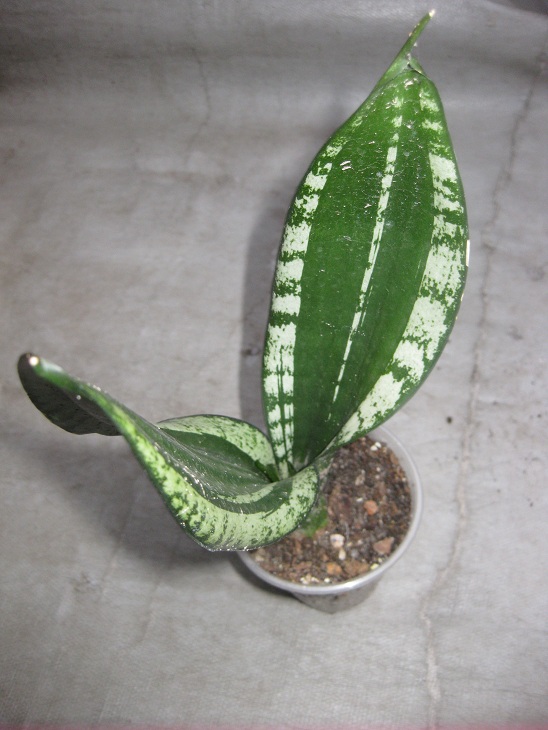Sansevieria Whitney.jpg