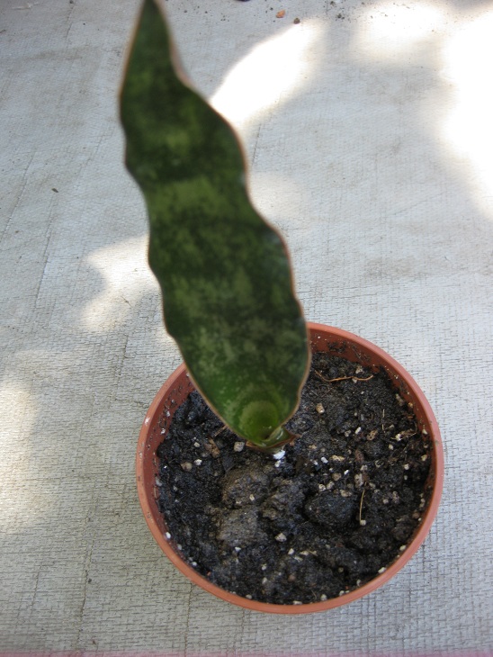 Sansevieria Kirkii Pulchra Coppertone2.jpg