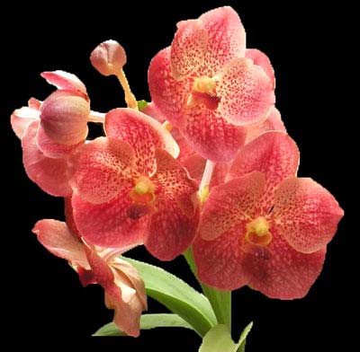 vanda-pat-delight-x-ascocenda-kultana-foto-3376.jpg