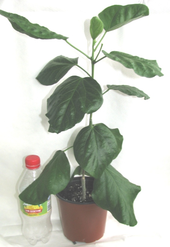 Копия IMG_0037.JPG