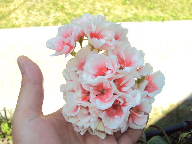 DSC08285.JPG