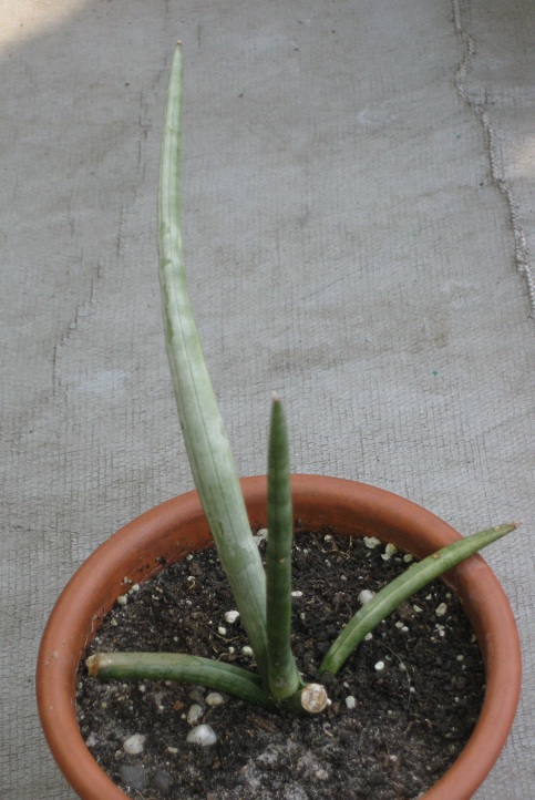 Sansevieria cylindrica v. patula4.jpg