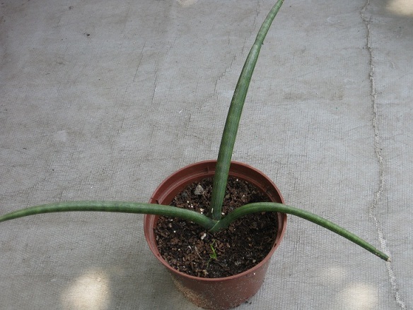 Sansevieria cylindrica v. patula2.jpg