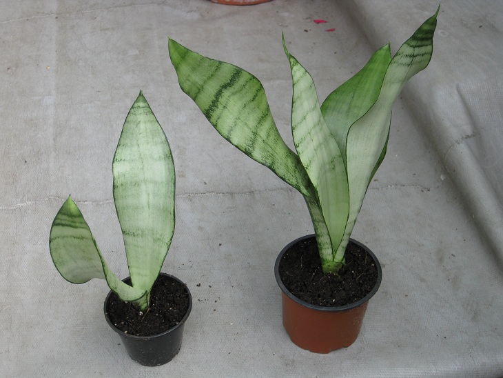 Sansevieria Moonschine Brazilian mutant.jpg