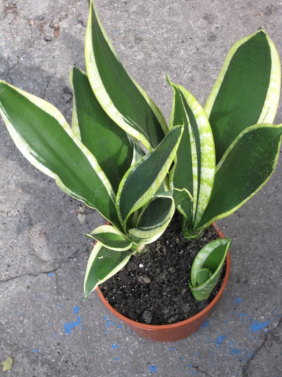 Sansevieria trifasciata Black Gold.jpg