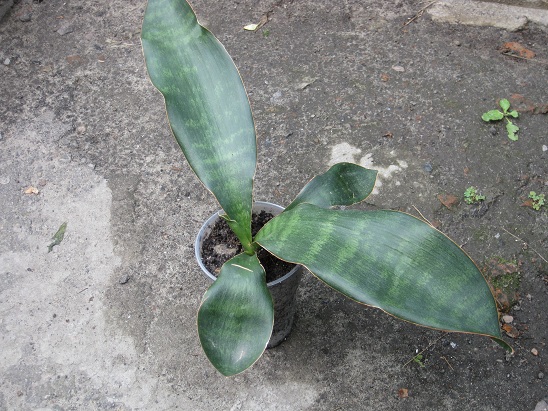 Sansevieria Masoniana.jpg