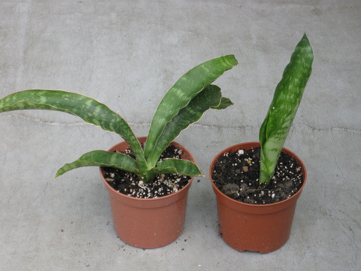 Sansevieria Kirkii Metallica.jpg