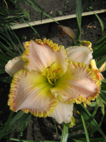 Southern Coral.jpg