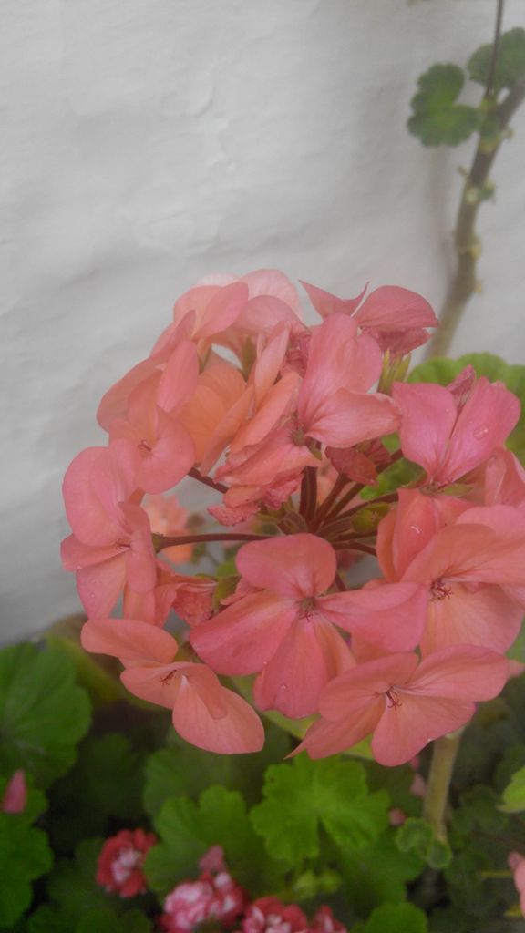 IMG_20140704_082552.jpg