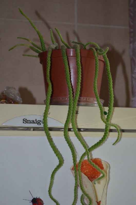 DSC_0471.JPG