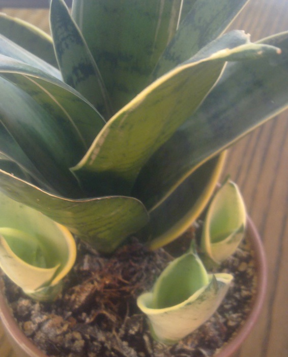 crop_93646559_223.jpg