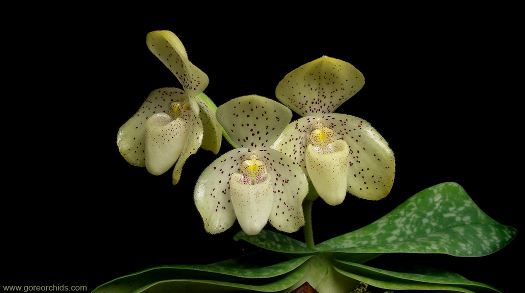 paph-concolor4a.jpg