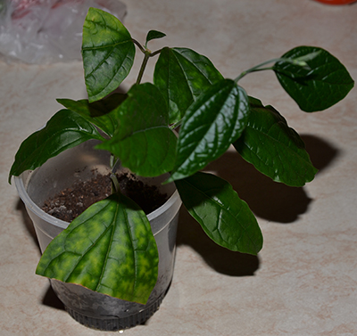 DSC_1017.JPG