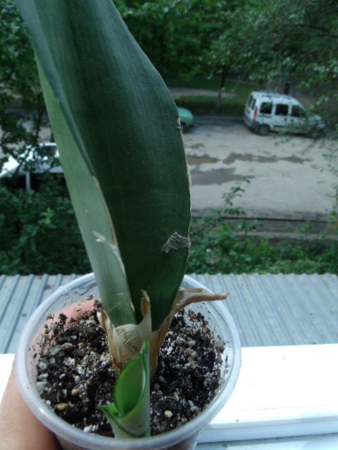 GEDC5638.JPG
