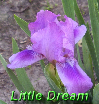 Little Dream.jpg