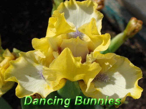 dancing bunnies.jpg