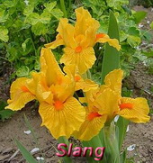 slang1.jpg