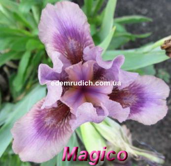 magico.jpg