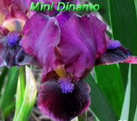 Mini Dinamo.jpg