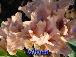 vibes.jpg