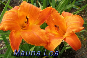 mauna loa.jpeg