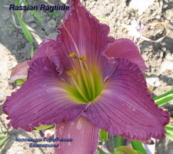 rassian ragtime (3).JPG