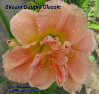 siloam double classic.JPG
