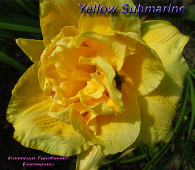 Yellow Submarine.jpeg