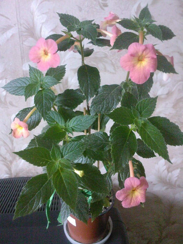 SP_A4046.jpg