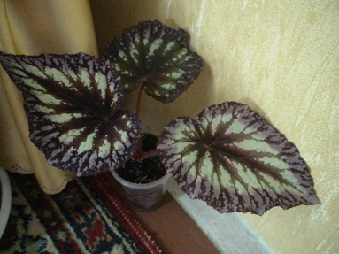 DSC01613а.jpg