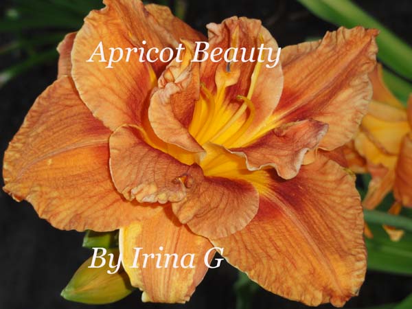 Apricot Beauty.jpg