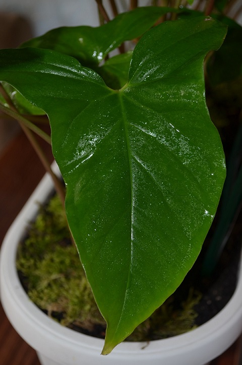 DSC_0556.JPG