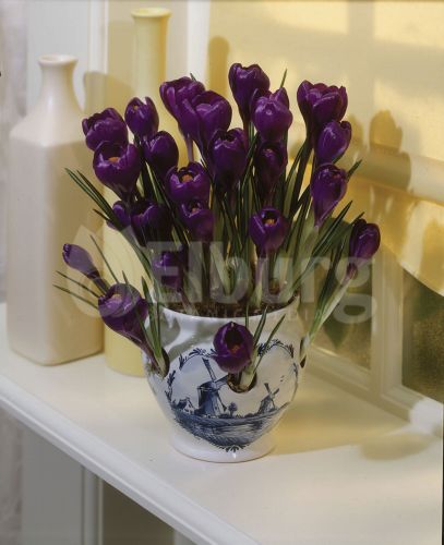 FLOWER RECORD.jpg