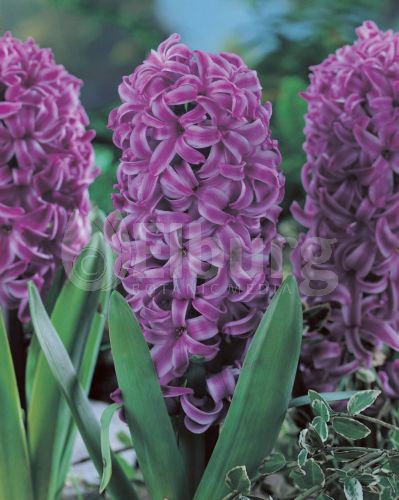 PURPLE SENSATION.jpg