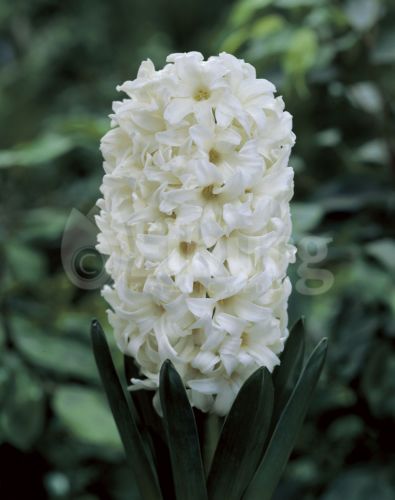 TOP WHITE.jpg