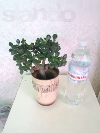 144112957_1_644x461_krassula-ovata-mini-vinnitsa.jpg