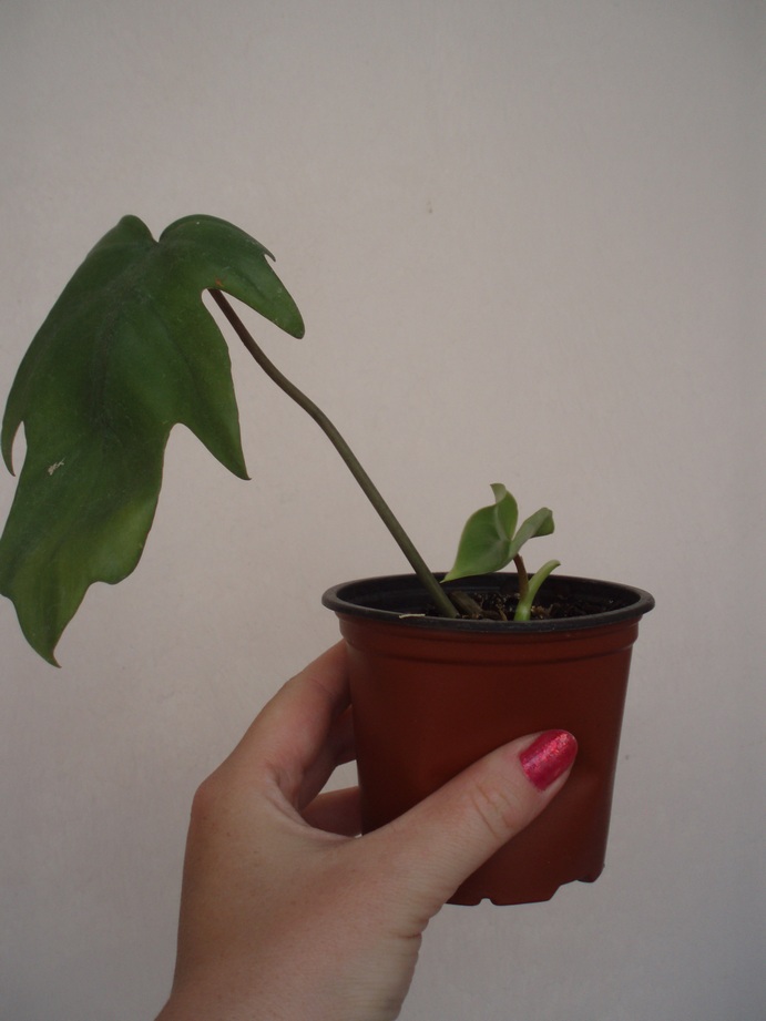P1010094.JPG