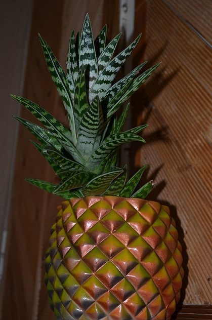 DSC_0579.JPG