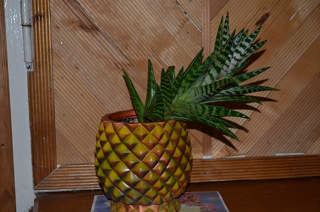 DSC_0581.JPG