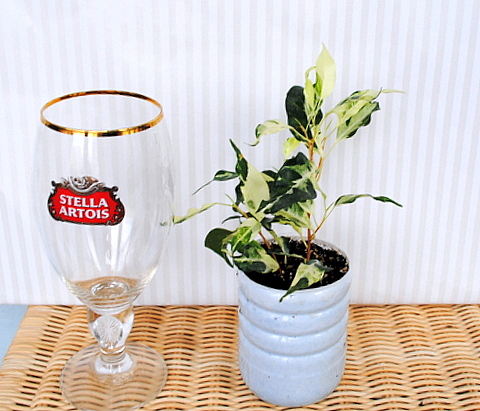 ficus curly.JPG