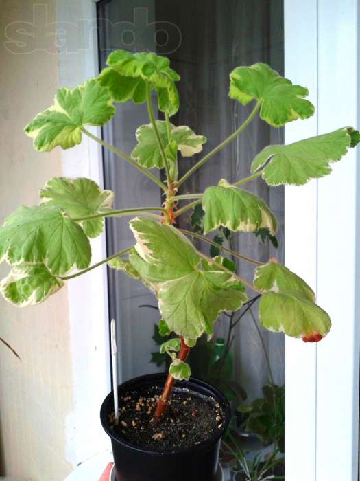 pelargoniya-atomic-snowflake-kiev.jpg