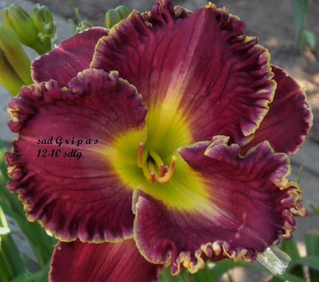 Flamboyant Diva   12-10.jpg