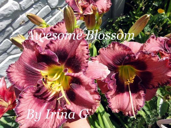 Awesome Blossom.jpg