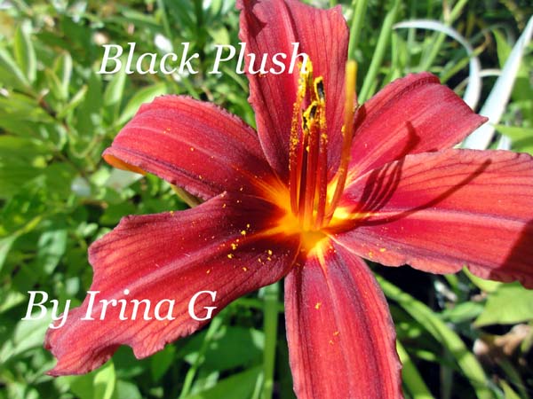 Black Plush.jpg
