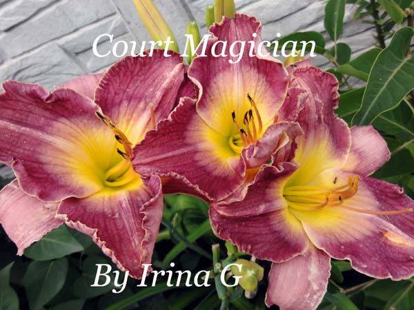 Court Magician.jpg