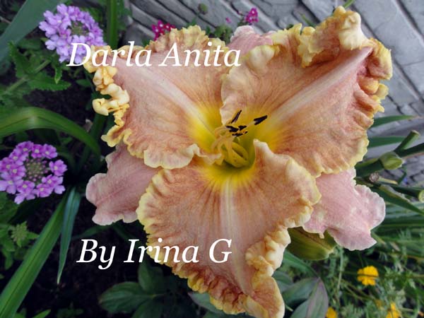 Darla Anita.jpg