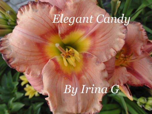Elegant Candy.jpg